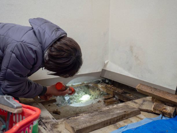 Best Post-Construction Mold Inspection  in Forest View, IL