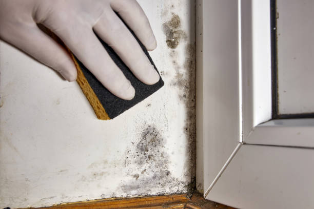 Best Mold Removal for HVAC Installations  in Forest View, IL
